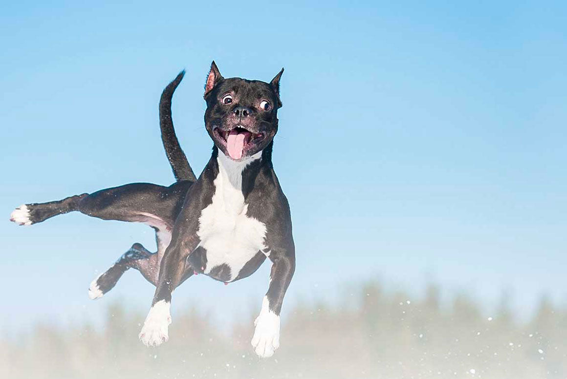 Hyperactive Dogs