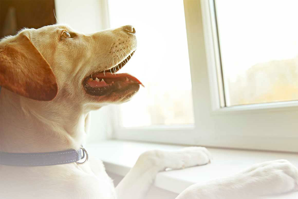 Does Your Dog Have Separation Anxiety?